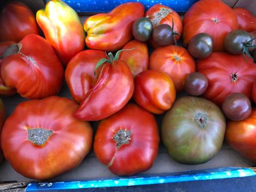 Tomates anciennes
