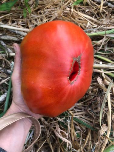 Coeur de boeuf ancienne