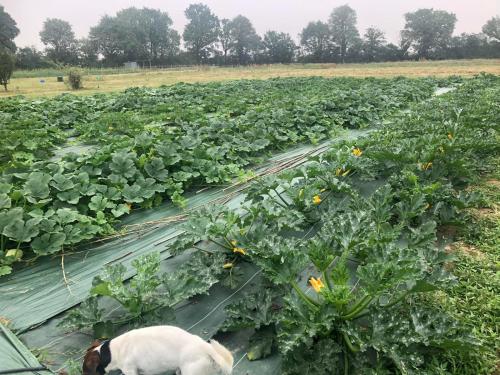 Courgettes et courges