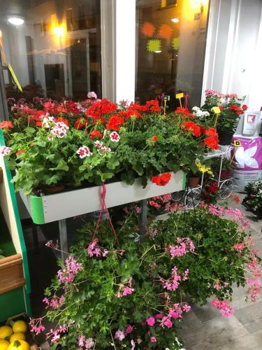 Fleurs intérieur magasin